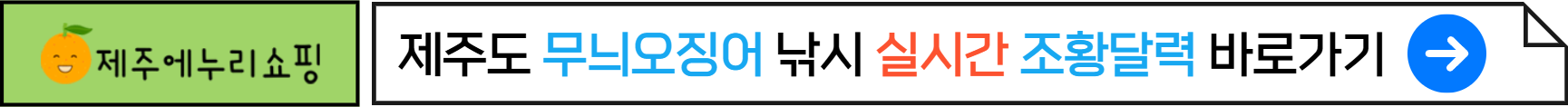 제주도 무늬오징어 실시간 종황달력