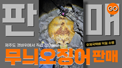 무늬오징어판매