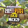 [예약판매] 제주 레드키위 [특대과] 1Box (5Kg, 특대 45과 전후) 산지직송 초고당도 홍다래 제주키위 [원산지:국내산(제주특별자치도 서귀포시)]