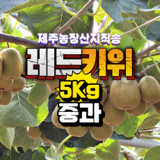 [예약판매] 제주 레드키위 [중과] 1Box (5Kg, 중 75과 전후) 산지직송 초고당도 홍다래 제주키위 [원산지:국내산(제주특별자치도 서귀포시)]