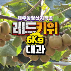 제주 레드키위 [대과] 2Box (6Kg, 대과 64과 내외) 산지직송 초고당도 홍다래 제주키위 [원산지:국내산(제주특별자치도 서귀포시)]