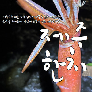 갓 잡아올린 당일바리 제주 한치 한정 판매(냉동판매)