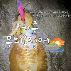 갓 잡아올린 당일바리 제주 무늬오징어 한정 판매(냉동판매)