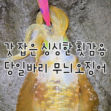 갓 잡아올린 당일바리 제주 무늬오징어 횟감용 판매 (직접픽업상품)