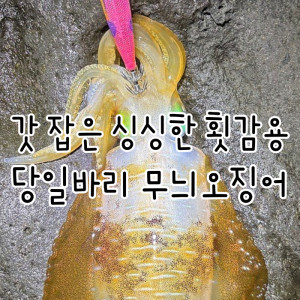 갓 잡아올린 당일바리 제주 무늬오징어 횟감용 판매 (직접픽업상품)